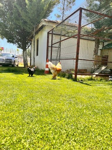 Yorum fotoğrafı 2