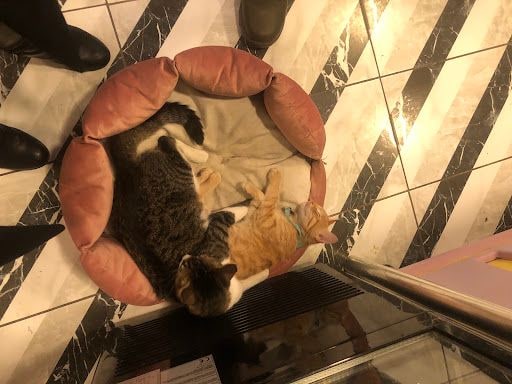 Yorum fotoğrafı 3