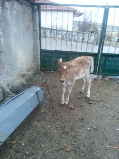 Yorum fotoğrafı 6