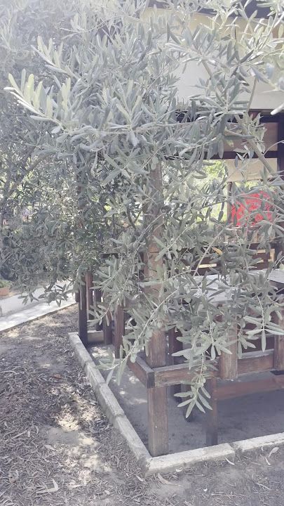 Fotoğraf 27