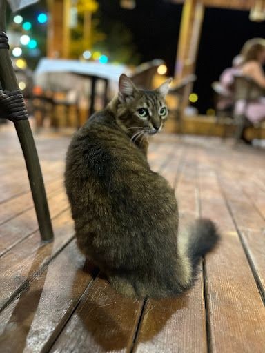 Yorum fotoğrafı 7