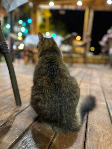 Yorum fotoğrafı 8
