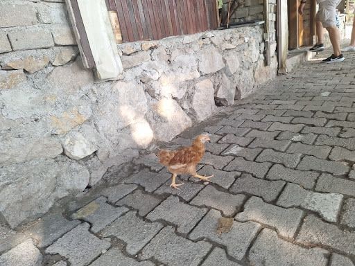 Yorum fotoğrafı 5