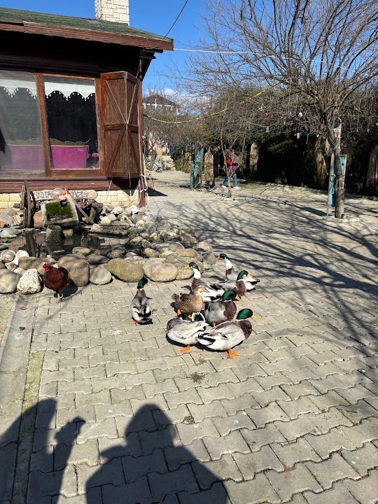 Yorum fotoğrafı 1