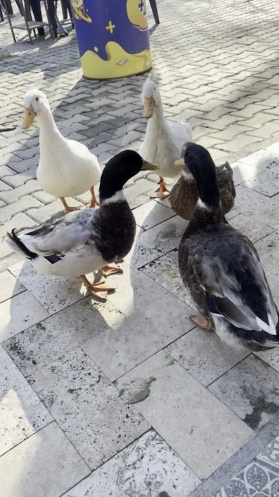 Yorum fotoğrafı 3