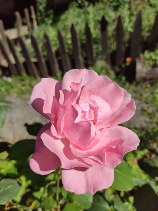 Fotoğraf 26