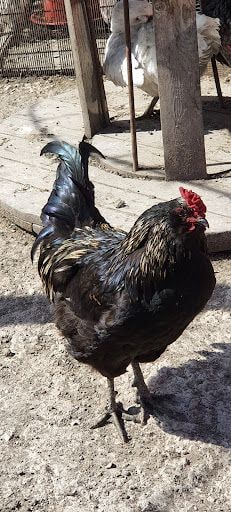 Yorum fotoğrafı 5