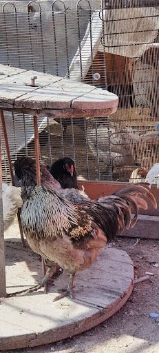 Yorum fotoğrafı 6