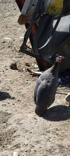 Yorum fotoğrafı 7
