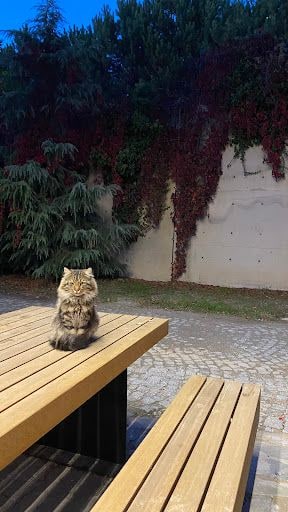 Yorum fotoğrafı 4