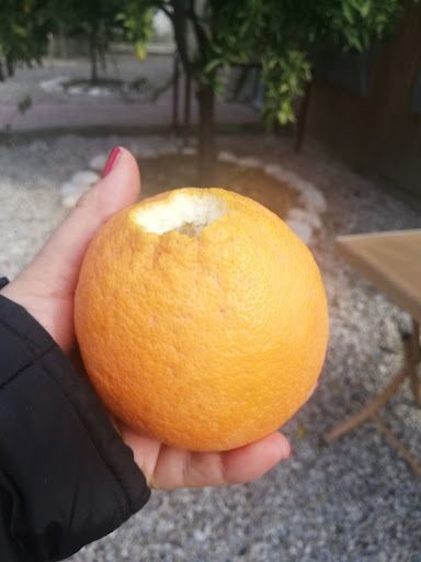 Fotoğraf 12