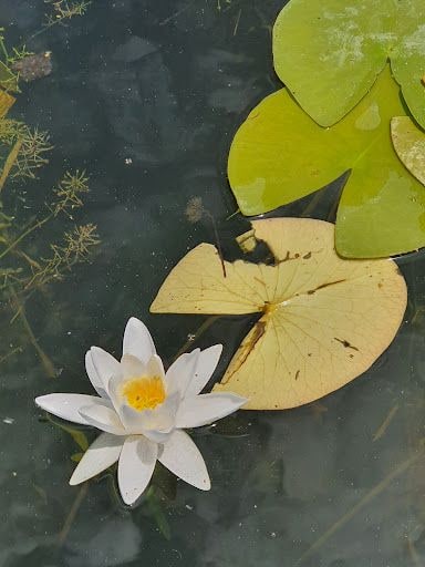 Yorum fotoğrafı 5