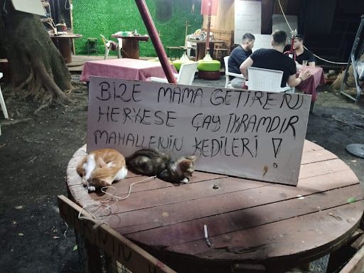 Fotoğraf 12