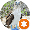 Serdar Ünalan (Blue footed running)