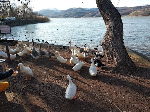 Yorum fotoğrafı 5