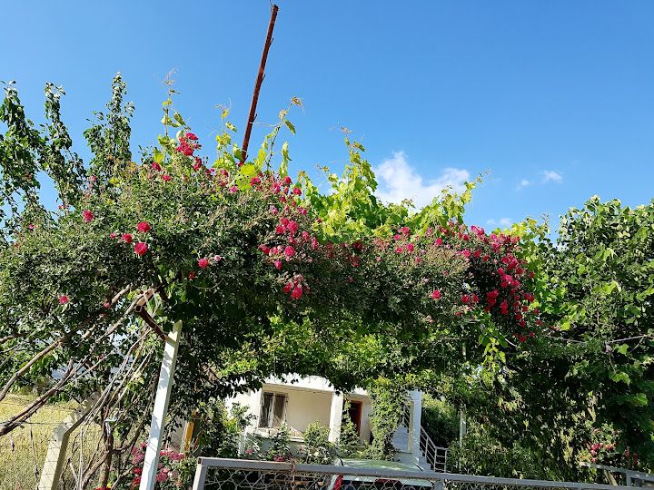 Ocakoğlu Kiraz Bahçesi (chery Garden)