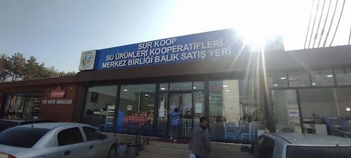Fotoğraf 13