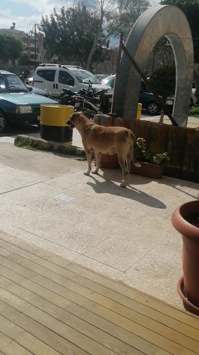 Fotoğraf 3