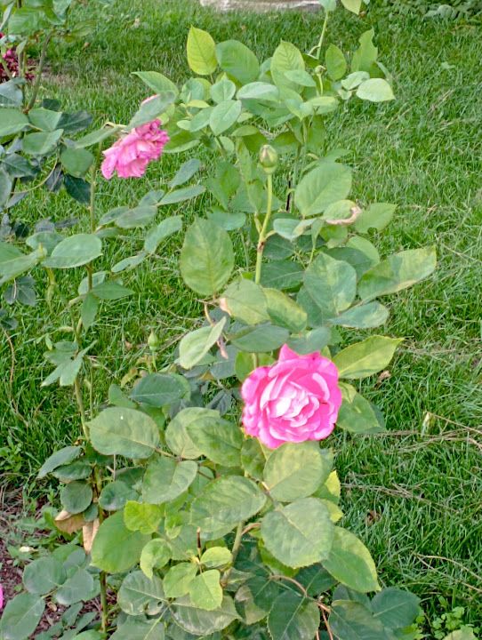 Fotoğraf 57