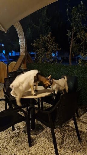 Fotoğraf 17