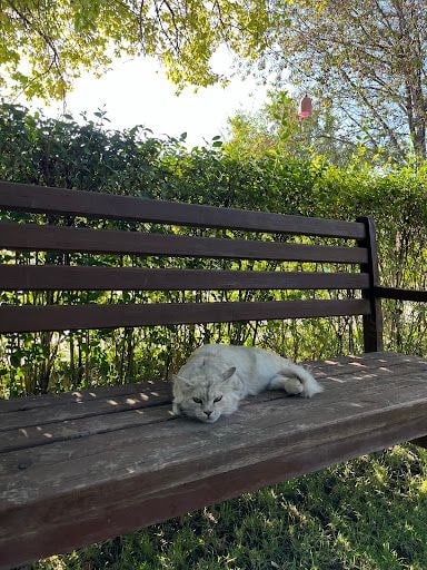 Yorum fotoğrafı 5