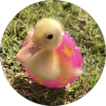 Sinyor Duck