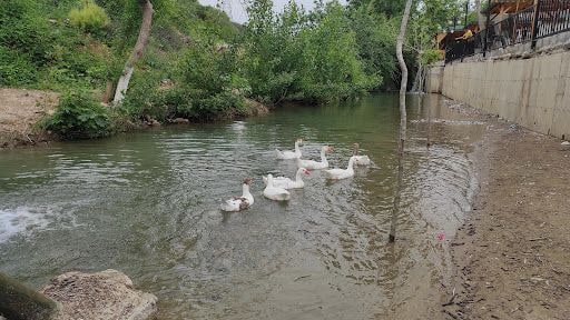 Yorum fotoğrafı 8