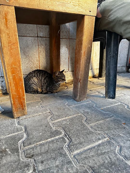 Yorum fotoğrafı 1
