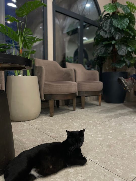 Yorum fotoğrafı 4
