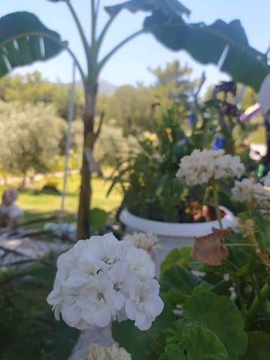 Fotoğraf 17