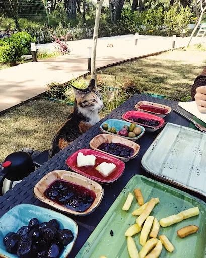 Yorum fotoğrafı 2
