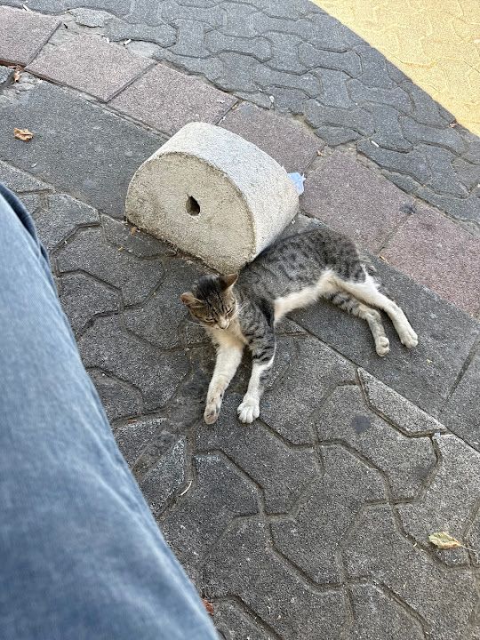Yorum fotoğrafı 1