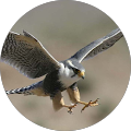 Star Hawk