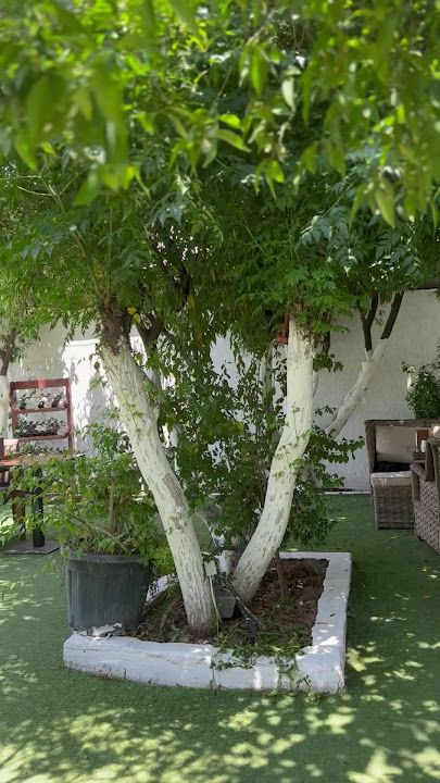 Fotoğraf 39