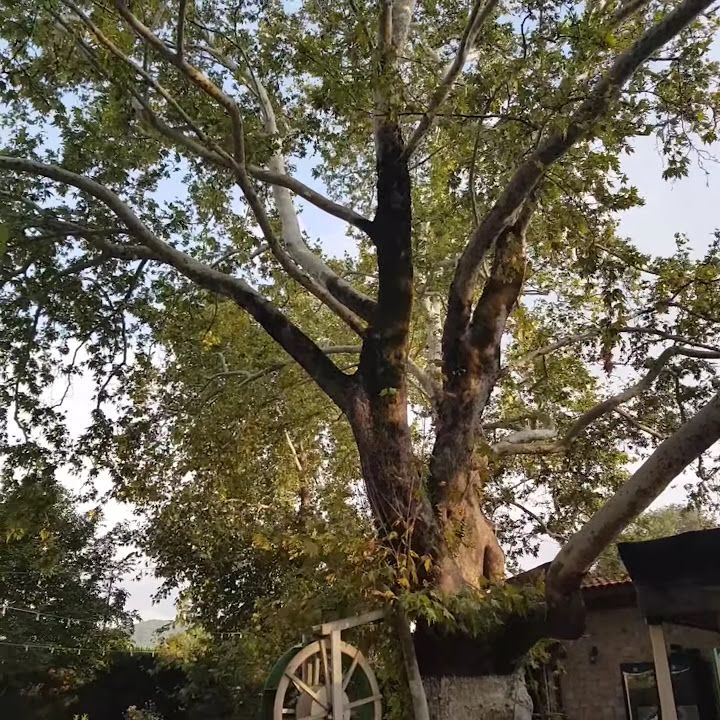 Fotoğraf 30