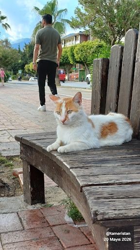 Yorum fotoğrafı 1