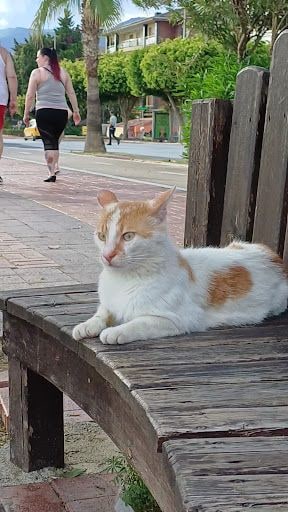 Yorum fotoğrafı 2