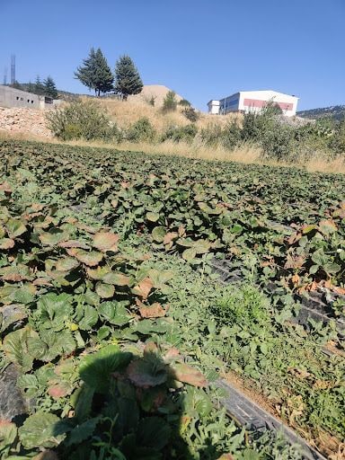 Yorum fotoğrafı 5
