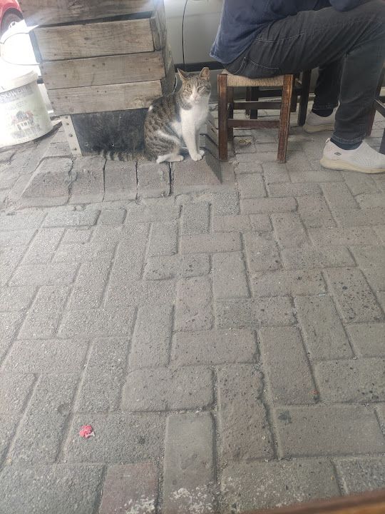 Fotoğraf 9