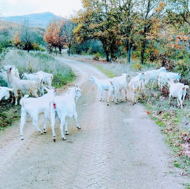 Yorum fotoğrafı 4
