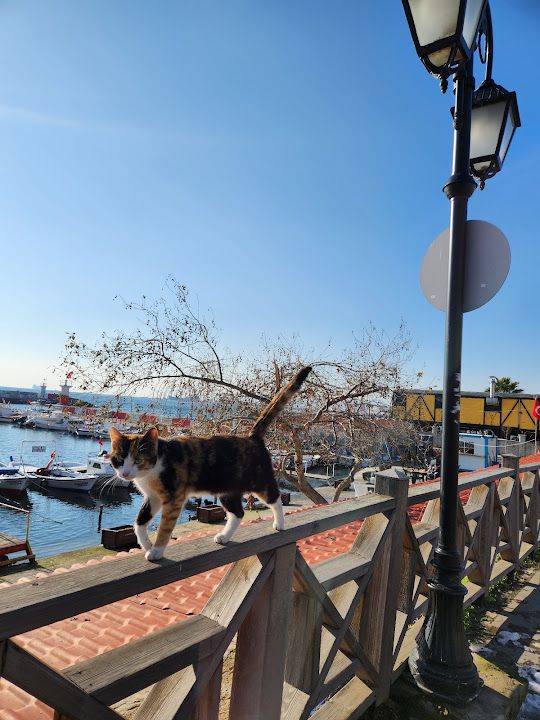 Fotoğraf 13