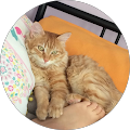 Temmuz Cat