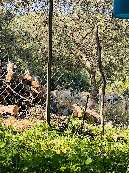Fotoğraf 27