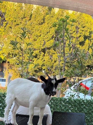 Fotoğraf 38