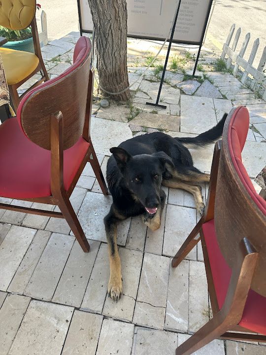 Yorum fotoğrafı 2