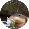 TRHAMSTER