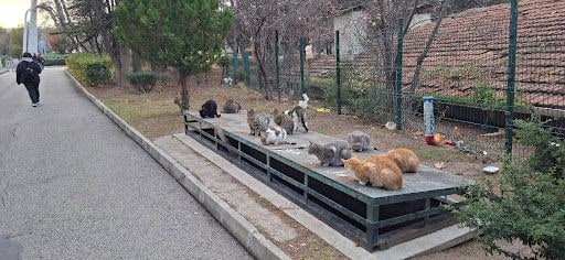 Yorum fotoğrafı 4