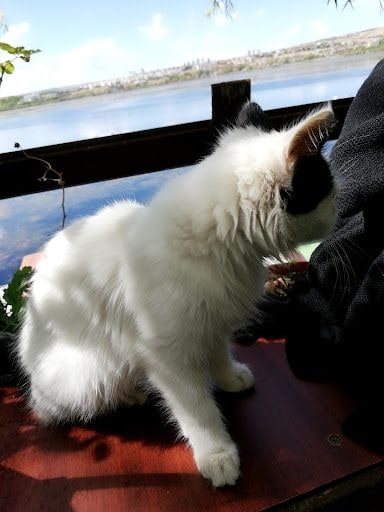 Yorum fotoğrafı 3