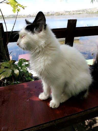 Yorum fotoğrafı 5