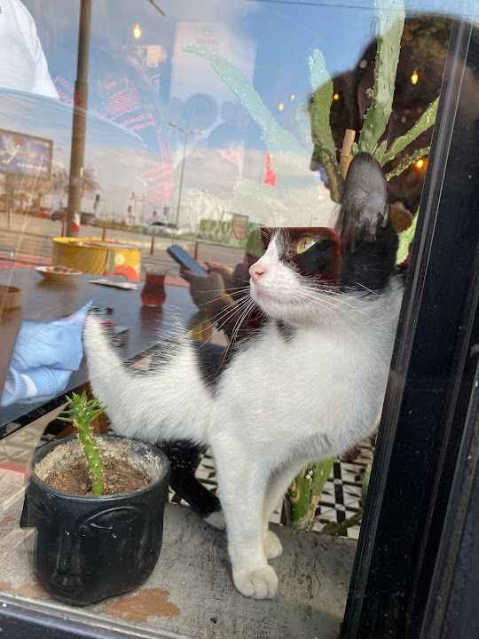 Yorum fotoğrafı 3